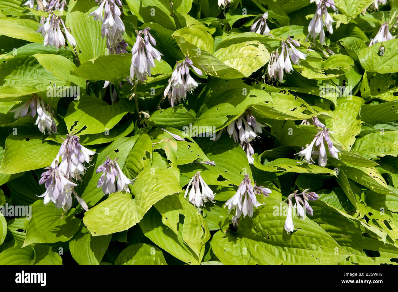 Hosta `Plantain Lily` Stock Photo
